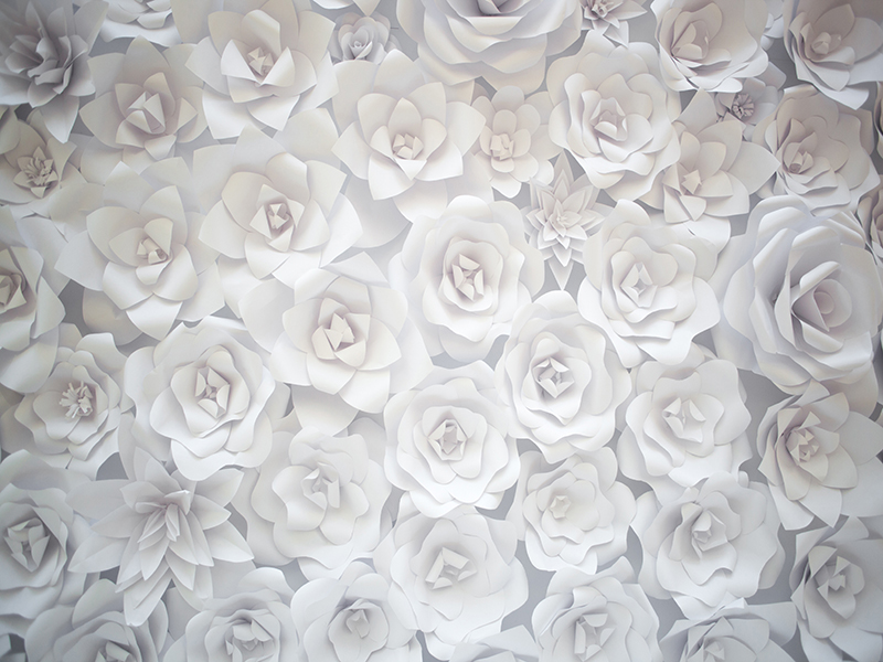 گل سفید